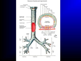 Thyroid cartilage
Cricothyroid ligament
Cricoid cartilage
Connectivetissue
sheath (cut away)
Intercartilaginous
ligaments
Mucosashowing
longitudual folds formed
by densecollections
of elastic fibres
Tracheal cartilages
To
upper
lobe
Eparterial
bronchus
To
middle
lobe
To
lower
lobe
R. main
bronchus
L. main
bronchus
Intrapulmonary Extrapulmonary Intrapulmonary
To
lower
lobe
To
lingula
To
upper
lobe
Trachealismuscle
Oesophageal muscle
Epithelium
Lymph vesselsElastic fibres
Gland
Small arteries
Nerve
Posterior wall
Crosssection
through trachea
Anterior wall
Epithelium
Nerve
Lymph vessels
Small artery
Gland
Elastic fibres
Cartilage
Connectivetissuesheath
Structure of trachea and major bronchi
© Novartis
 