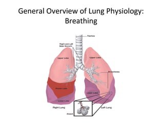 General Overview of Lung Physiology:
Breathing
 