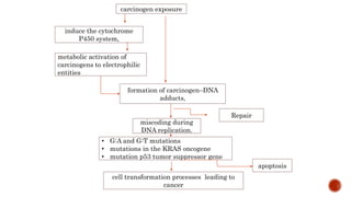 carcinogen exposure
induce the cytochrome
P450 system,
metabolic activation of
carcinogens to electrophilic
entities
formation of carcinogen–DNA
adducts,
Repair
miscoding during
DNA replication.
• G:A and G:T mutations
• mutations in the KRAS oncogene
• mutation p53 tumor suppressor gene
apoptosis
cell transformation processes leading to
cancer
 