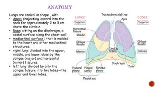 Lungs are conical in shape , with
• Apex: projecting upward into the
neck for approximately 2 to 3 cm
above the clavicle
• Base: sitting on the diaphragm, a
costal surface along the chest wall,
• mediastinal surface : that is molded
to the heart and other mediastinal
structures.
• right lung: divided into the upper,
middle, and lower lobes by the
oblique (major) and horizontal
(minor) fissures.
• left lung: divided by only the
oblique fissure into two lobes—the
upper and lower lobes.
ANATOMY
 