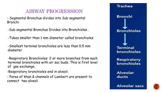 AIRWAY PROGRESSION
- Segmental Bronchus divides into Sub segmental
Bronchi
-Sub segmental Bronchus Divides into Bronchioles .
-Tubes smaller than 1 mm diameter called bronchioles
-Smallest terminal bronchioles are less than 0.5 mm
diameter
-Respiratory Bronchioles: 2 or more branches from each
terminal bronchioles with air sac buds. This is first level
of gas exchange.
-Respiratory bronchioles end in alveoli.
- Pores of khan & channels of Lambert are present to
connect two alveoli
16
 