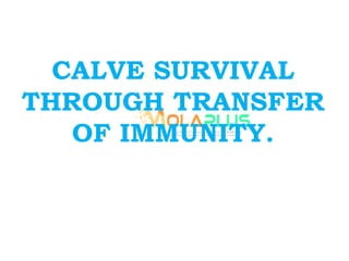 CALVE SURVIVAL
THROUGH TRANSFER
OF IMMUNITY.
 