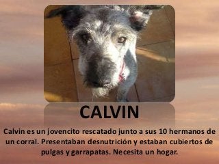CALVIN
Calvin es un jovencito rescatado junto a sus 10 hermanos de
un corral. Presentaban desnutrición y estaban cubiertos de
pulgas y garrapatas. Necesita un hogar.

 