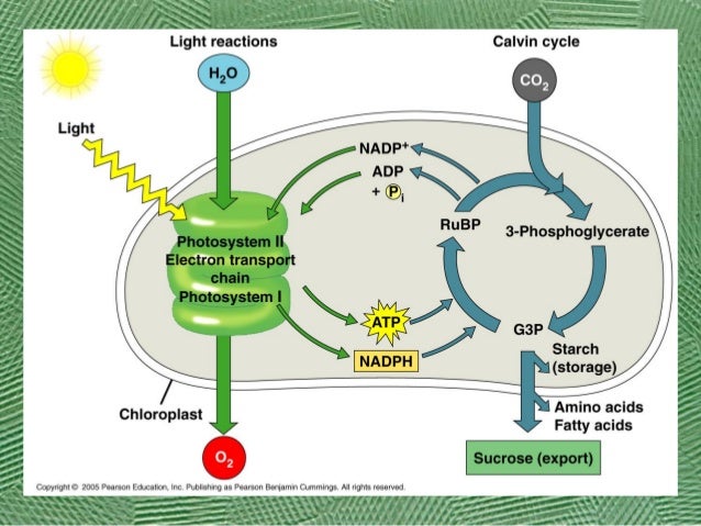 AP Bio Ch. 10 Calvin cycle