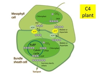 C4
plant

 