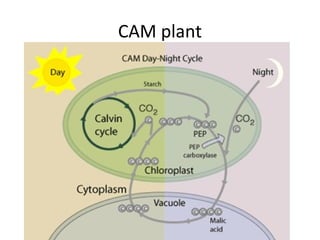 CAM plant

 