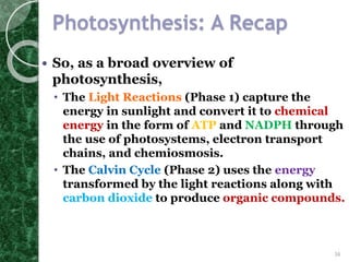 Calvin cycle | PPTX