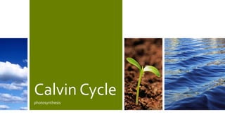 Calvin Cycle
photosynthesis
 
