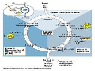 Calvin cycle of photosynthesis processes | PPTX