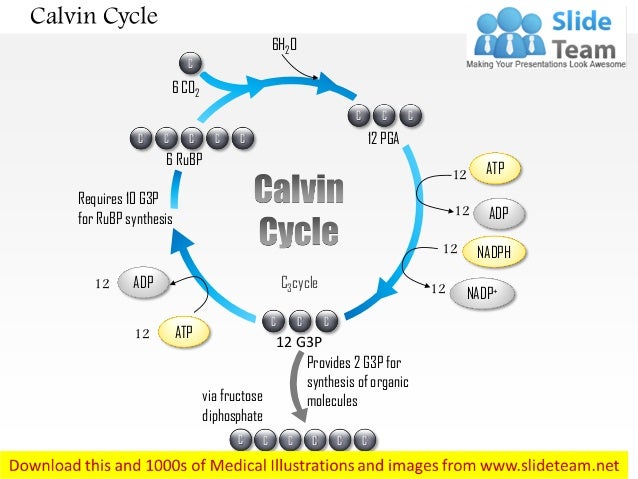 Calvin cycle medical images for power point