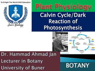 Comprehensive Overview of the Calvin Cycle in Photosynthesis | PDF