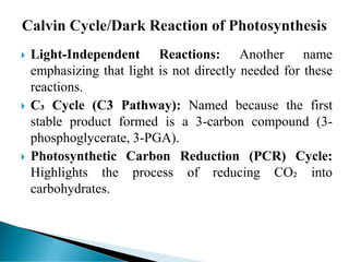 Comprehensive Overview of the Calvin Cycle in Photosynthesis | PDF