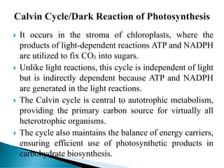 Comprehensive Overview of the Calvin Cycle in Photosynthesis | PDF