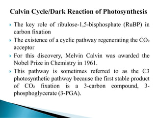 Comprehensive Overview of the Calvin Cycle in Photosynthesis | PDF