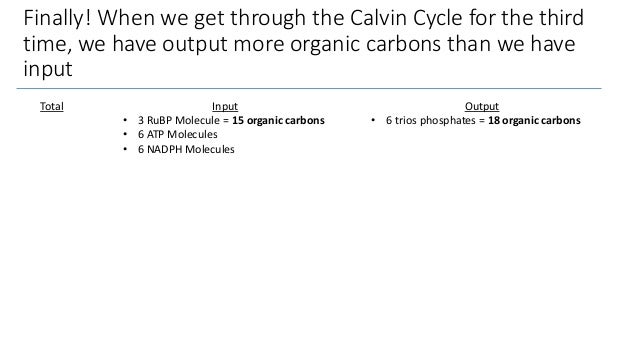 Calvin cycle review
