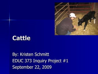 Cattle By: Kristen Schmitt EDUC 373 Inquiry Project #1 September 22, 2009 