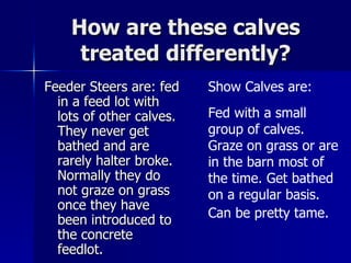 How are these calves treated differently? Feeder Steers are: fed in a feed lot with lots of other calves.  They never get bathed and are rarely halter broke.  Normally they do not graze on grass once they have been introduced to the concrete feedlot. Show Calves are: Fed with a small group of calves.  Graze on grass or are in the barn most of the time. Get bathed on a regular basis.  Can be pretty tame.   
