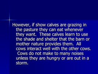 However, if show calves are grazing in the pasture they can eat whenever they want.  These calves learn to use the shade and shelter that the barn or mother nature provides them.  All cows interact well with the other cows.  Cows do not make to many noises unless they are hungry or are out in a storm.  