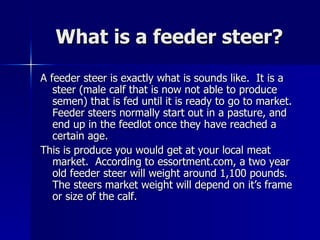 What is a feeder steer? A feeder steer is exactly what is sounds like.  It is a steer (male calf that is now not able to produce semen) that is fed until it is ready to go to market. Feeder steers normally start out in a pasture, and end up in the feedlot once they have reached a certain age. This is produce you would get at your local meat market.  According to essortment.com, a two year old feeder steer will weight around 1,100 pounds.  The steers market weight will depend on it’s frame or size of the calf. 