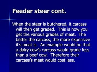 Feeder steer cont. When the steer is butchered, it carcass will then get graded.  This is how you get the various grades of meat.  The better the carcass, the more expensive it’s meat is.  An example would be that a dairy cow’s carcass would grade less than a beef cow.  Therefore their carcass’s meat would cost less.  