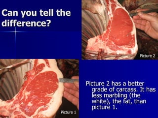 Can you tell the difference? Picture 2 has a better grade of carcass. It has less marbling (the white), the fat, than picture 1. Picture 1 Picture 2 