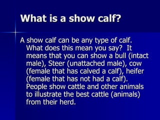 What is a show calf? A show calf can be any type of calf.  What does this mean you say?  It means that you can show a bull (intact male), Steer (unattached male), cow (female that has calved a calf), heifer (female that has not had a calf).  People show cattle and other animals to illustrate the best cattle (animals) from their herd. 