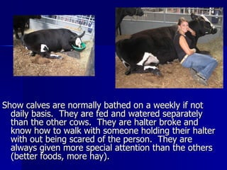 Show calves are normally bathed on a weekly if not daily basis.  They are fed and watered separately than the other cows.  They are halter broke and know how to walk with someone holding their halter with out being scared of the person.  They are always given more special attention than the others (better foods, more hay). 