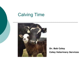 Calving Time Dr. Bob Coley Coley Veterinary Services 
