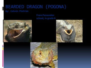 BEARDED DRAGON (POGONA)
by: Calvin Pietron
                     From Fessenden
                     school, in grade 6
 