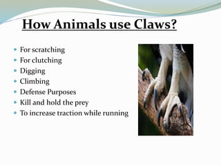 Calws hoofs and nails (final) | PPTX