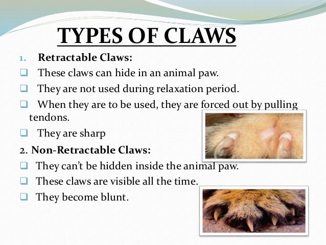 Calws hoofs and nails (final)