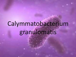 Calymmatobacterium
granulomatis

 