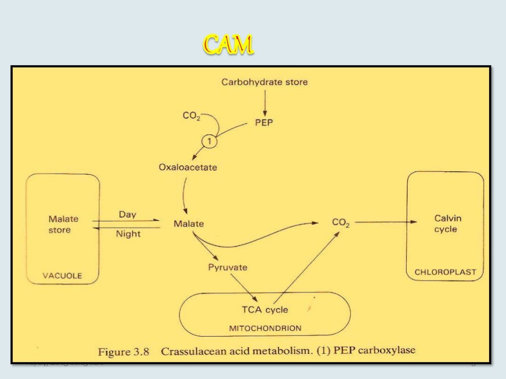 Cam pathway