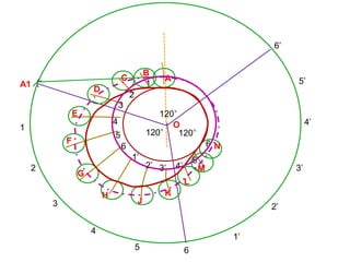 O
A
A1
120° 120°
120°
1
2
3
4
5 6
1’
2’
3’
4’
5’
6’
1
2
3
4
5
6
1’
2’ 3’ 4’
5’
6’
B
C
D
E
F
G
H
J
K
L
M
N
 