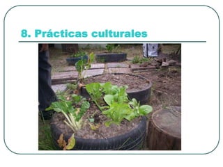8. Prácticas culturales
 