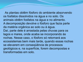      As plantas obtêm fósforo do ambiente absorvendo os fosfatos dissolvidos na água e no solo. Os animais obtêm fosfatos na água e no alimento.  A decomposição devolve o fósforo que fazia parte da matéria orgânica ao solo ou à água. Daí, parte dele é arrastada pelas chuvas para os lagos e mares, onde acaba se incorporando às rochas. Nesse caso, o fósforo só retornará aos ecossistemas bem mais tarde, quando essas rochas se elevarem em conseqüência de processos geológicos e, na superfície, forem decompostas e transformadas em solo.