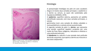 A apresentação histológica da pele em aves saudáveis
(Figura 2) mostra duas camadas principais: a epiderme e
a derme ou córium, as quais são sustentadas pela
hipoderme (HODGES, 1974).
A epiderme, superfície externa, apresenta um epitélio
estratificado avascular, com duas camadas principais, o
estrato
germinativo (com uma camada de células cuboidais e
outra poliédrica)e o estrato córneo queratinizado.
A segunda camada da pele é a derme, que apresenta
uma porção superficial (papilar) composta por uma
malha de finas fibras colágenas, reticulares e elásticas e
uma profunda (reticular).
A hipoderme ou subcutis é uma camada mais profunda
de tecido conjuntivo, que aporta a derme aos músculos e
aos ossos subjacentes.
Histologia
 