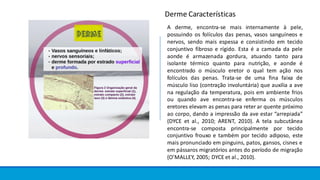 Derme Características
A derme, encontra-se mais internamente à pele,
possuindo os folículos das penas, vasos sanguíneos e
nervos, sendo mais espessa e consistindo em tecido
conjuntivo fibroso e rígido. Esta é a camada da pele
aonde é armazenada gordura, atuando tanto para
isolante térmico quanto para nutrição, e aonde é
encontrado o músculo eretor o qual tem ação nos
folículos das penas. Trata-se de uma fina faixa de
músculo liso (contração involuntária) que auxilia a ave
na regulação da temperatura, pois em ambiente frios
ou quando ave encontra-se enferma os músculos
eretores elevam as penas para reter ar quente próximo
ao corpo, dando a impressão da ave estar “arrepiada”
(DYCE et al., 2010; ARENT, 2010). A tela subcutânea
encontra-se composta principalmente por tecido
conjuntivo frouxo e também por tecido adiposo, este
mais pronunciado em pinguins, patos, gansos, cisnes e
em pássaros migratórios antes do período de migração
(O’MALLEY, 2005; DYCE et al., 2010).
 