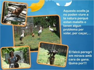 Aquests ocells ja
no poden viure a
la natura perquè
estan malalts o
tenen algun
problema per
volar, per caçar,…
El falcó peregrí
em mirava amb
cara de gana.
Quina por!!!
 