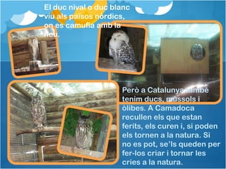 El duc nival o duc blanc
viu als països nòrdics,
on es camufla amb la
neu.
Però a Catalunya també
tenim ducs, mussols i
òlibes. A Camadoca
recullen els que estan
ferits, els curen i, si poden
els tornen a la natura. Si
no es pot, se’ls queden per
fer-los criar i tornar les
cries a la natura.
 