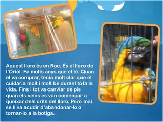 Aquest lloro és en Roc. És el lloro de
l’Oriol. Fa molts anys que el té. Quan
el va comprar, tenia molt clar que el
cuidaria molt i molt bé durant tota la
vida. Fins i tot va canviar de pis
quan els veïns es van començar a
queixar dels crits del lloro. Però mai
se li va acudir d’abandonar-lo o
tornar-lo a la botiga.
 