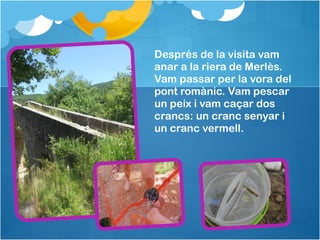 Després de la visita vam
anar a la riera de Merlès.
Vam passar per la vora del
pont romànic. Vam pescar
un peix i vam caçar dos
crancs: un cranc senyar i
un cranc vermell.
 