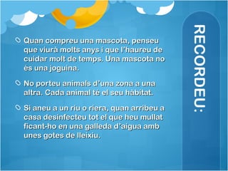 RECORDEU:
Quan compreu una mascota, penseuQuan compreu una mascota, penseu
que viurà molts anys i que l’haureu deque viurà molts anys i que l’haureu de
cuidar molt de temps. Una mascota nocuidar molt de temps. Una mascota no
és una joguina.és una joguina.
No porteu animals d’una zona a unaNo porteu animals d’una zona a una
altra. Cada animal té el seu hàbitat.altra. Cada animal té el seu hàbitat.
Si aneu a un riu o riera, quan arribeu aSi aneu a un riu o riera, quan arribeu a
casa desinfecteu tot el que heu mullatcasa desinfecteu tot el que heu mullat
ficant-ho en una galleda d’aigua ambficant-ho en una galleda d’aigua amb
unes gotes de lleixiu.unes gotes de lleixiu.
 