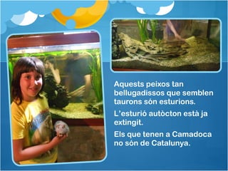 Aquests peixos tan
bellugadissos que semblen
taurons són esturions.
L’esturió autòcton està ja
extingit.
Els que tenen a Camadoca
no són de Catalunya.
 