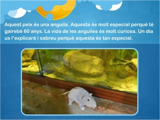 Aquest peix és una anguila. Aquesta és molt especial perquè té
gairebé 60 anys. La vida de les anguiles és molt curiosa. Un dia
us l’explicaré i sabreu perquè aquesta és tan especial.
 
