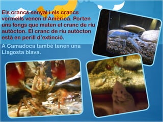 Els crancs senyal i els crancs
vermells venen d’Amèrica. Porten
uns fongs que maten el cranc de riu
autòcton. El cranc de riu autòcton
està en perill d’extinció.
A Camadoca també tenen una
Llagosta blava.
 