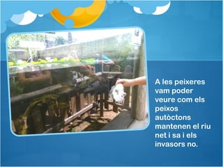 A les peixeres
vam poder
veure com els
peixos
autòctons
mantenen el riu
net i sa i els
invasors no.
 
