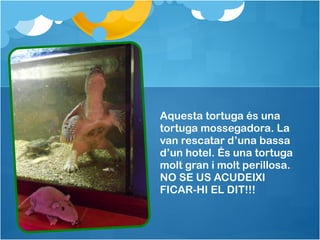 Aquesta tortuga és una
tortuga mossegadora. La
van rescatar d’una bassa
d’un hotel. És una tortuga
molt gran i molt perillosa.
NO SE US ACUDEIXI
FICAR-HI EL DIT!!!
 