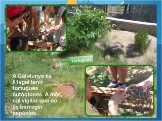 A Catalunya és
il legal tenir·
tortugues
autòctones. A més,
cal vigilar que no
es barregin
espècies.
TortuguesTortugues
 