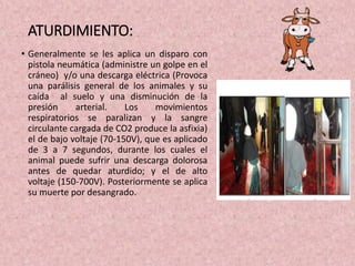 ATURDIMIENTO:
• Generalmente se les aplica un disparo con
pistola neumática (administre un golpe en el
cráneo) y/o una descarga eléctrica (Provoca
una parálisis general de los animales y su
caída al suelo y una disminución de la
presión arterial. Los movimientos
respiratorios se paralizan y la sangre
circulante cargada de CO2 produce la asfixia)
el de bajo voltaje (70-150V), que es aplicado
de 3 a 7 segundos, durante los cuales el
animal puede sufrir una descarga dolorosa
antes de quedar aturdido; y el de alto
voltaje (150-700V). Posteriormente se aplica
su muerte por desangrado.
 